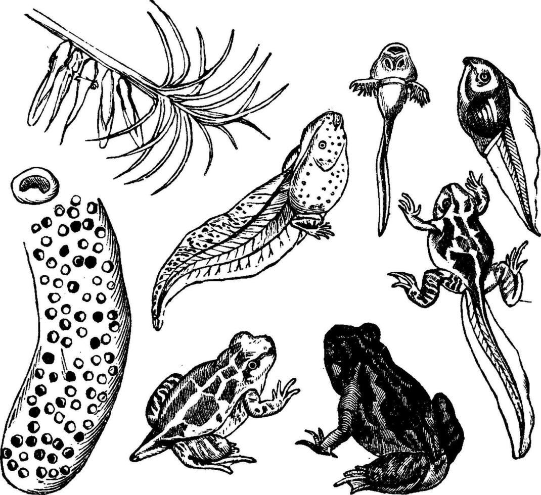 Development of frogs, vintage engraving. vector