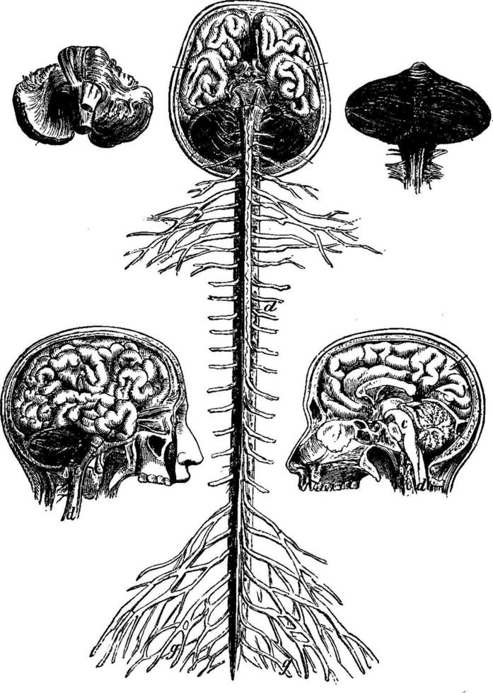 encefala y espinal cable, cerebro, longitudinal sección de el cabeza, cerebelo, Clásico grabado. vector