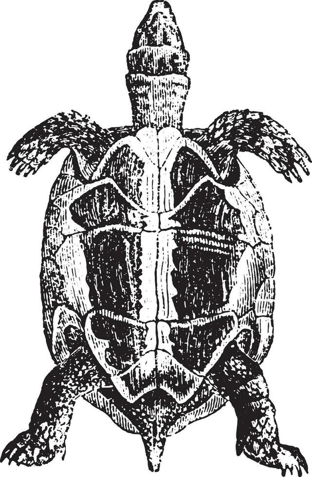 Greek tortoise or spur-thighed tortoise, vintage engraving. vector