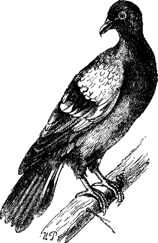 Rock dove or Rock pigeon, vintage engraving. vector