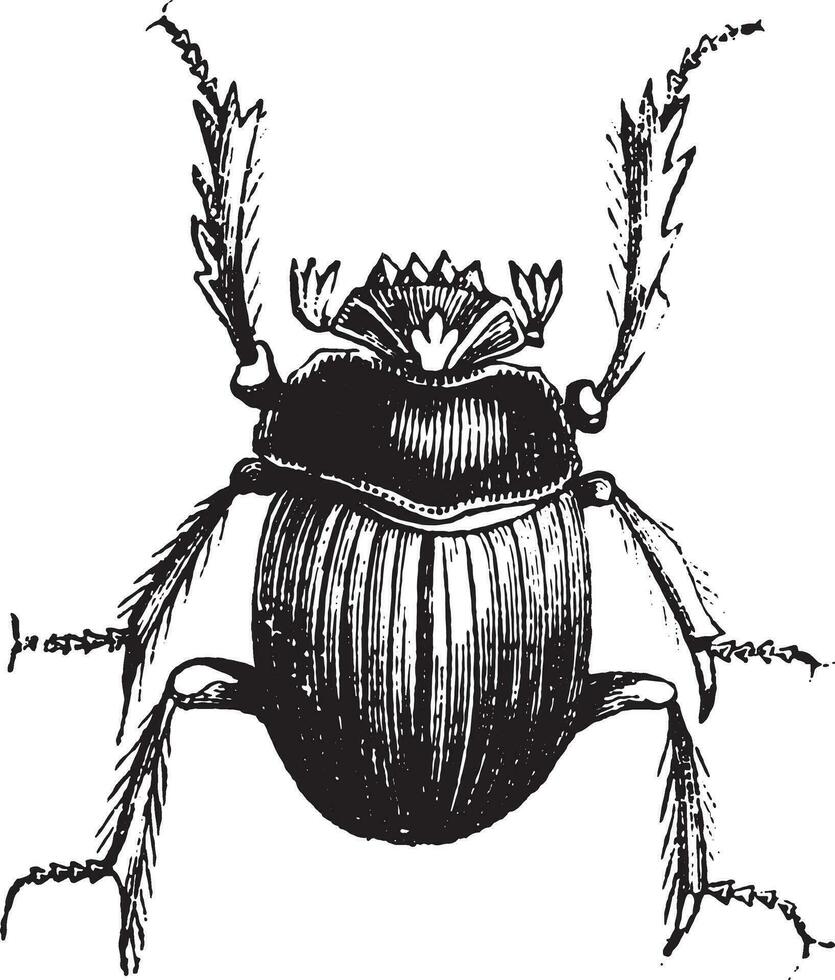 Beetle or Atheist the Egyptians, vintage engraving. vector