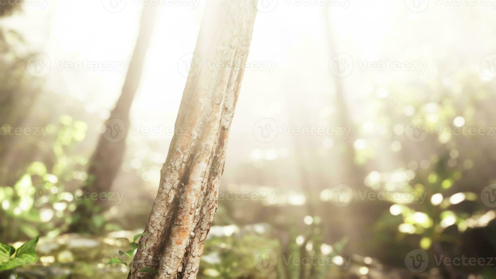 el verde bosque brilla debajo el calor de el Dom foto