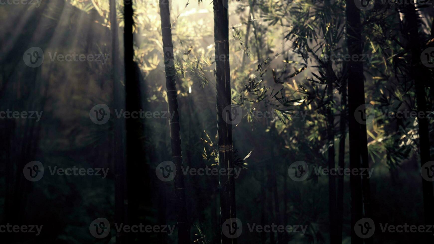 Lanscape of bamboo tree in tropical rainforest photo