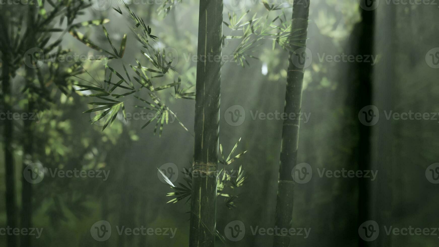 Green bamboo forest in the morning sunlight photo