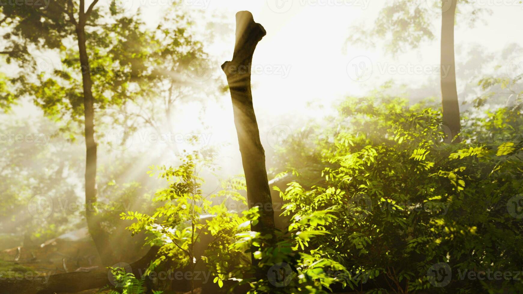 The verdant forest glows under the warmth of the sun photo