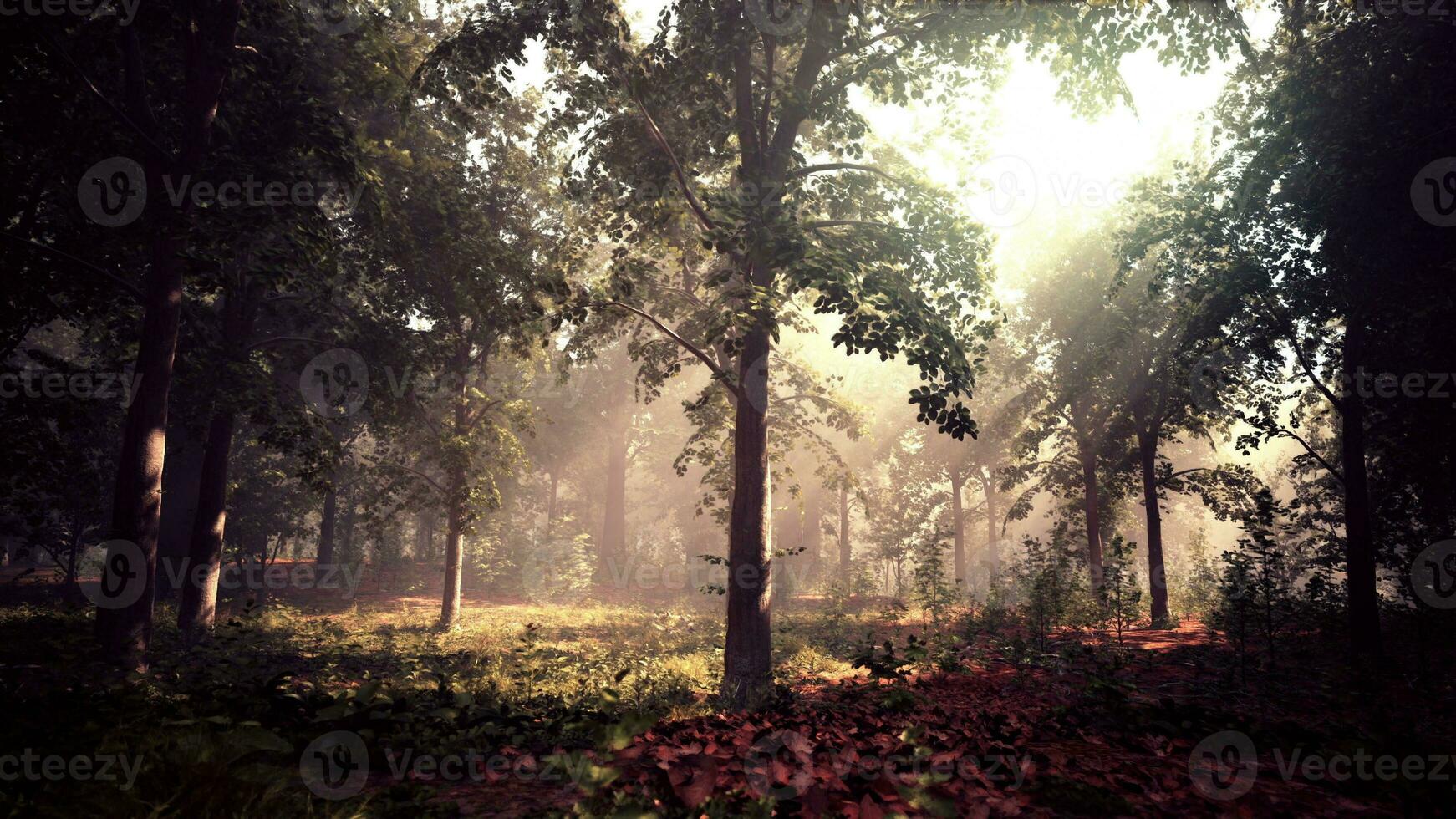 Rays of bursting sunlight in a misty forest photo