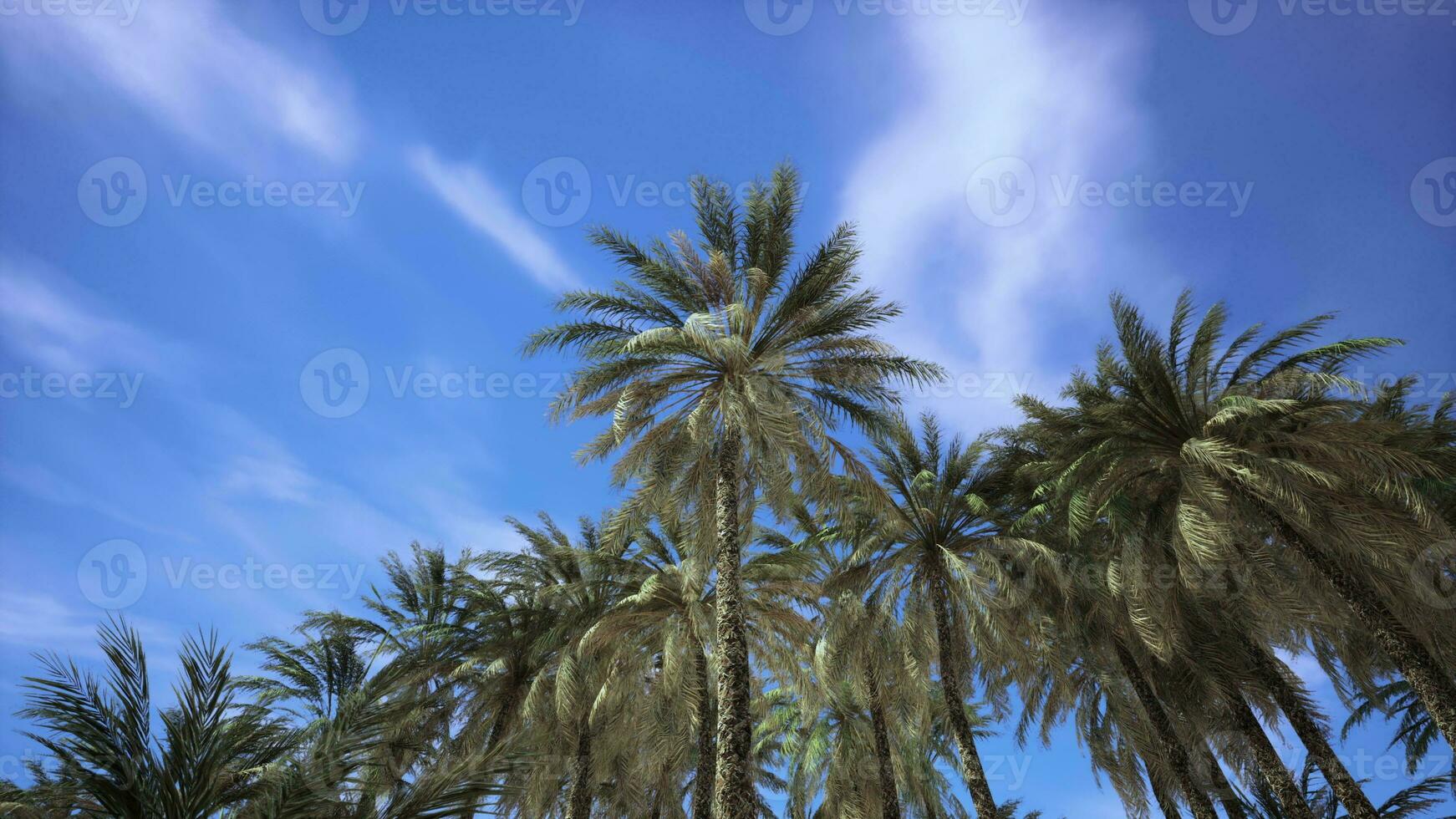 Looking up at palm trees at Surfers Paradise photo