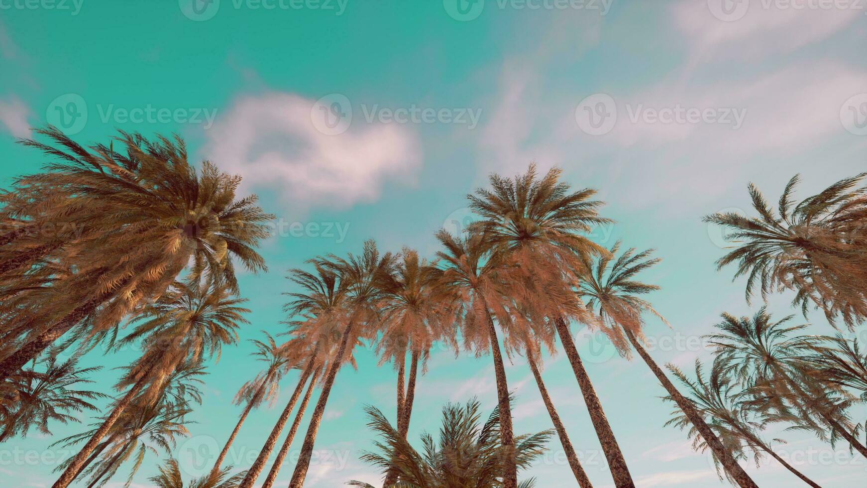 Looking up at palm trees at Surfers Paradise photo