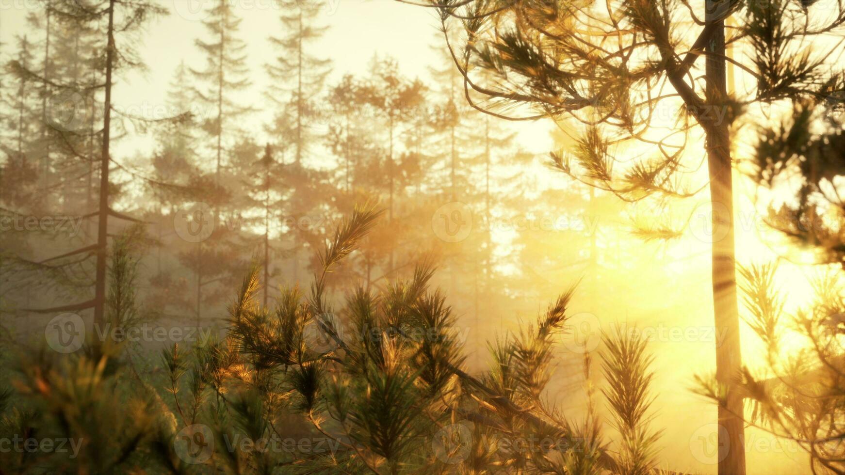 Sunset rays through pine branches photo