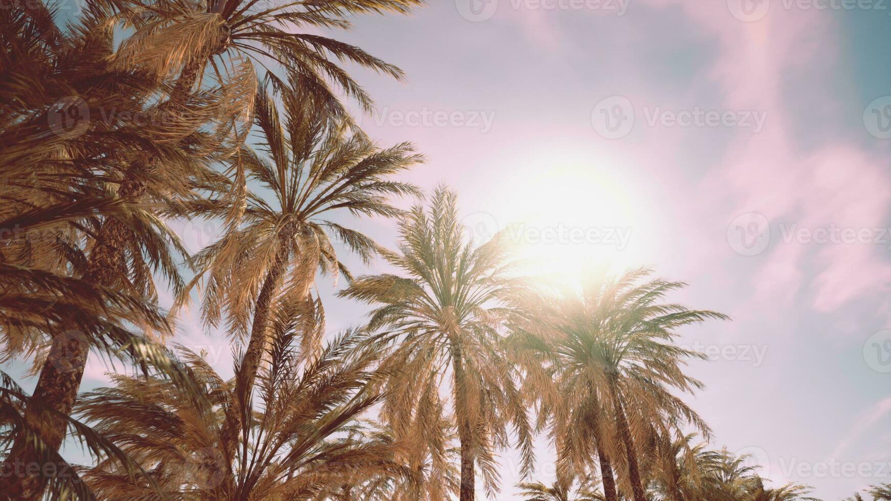 Palm trees at sunset light photo
