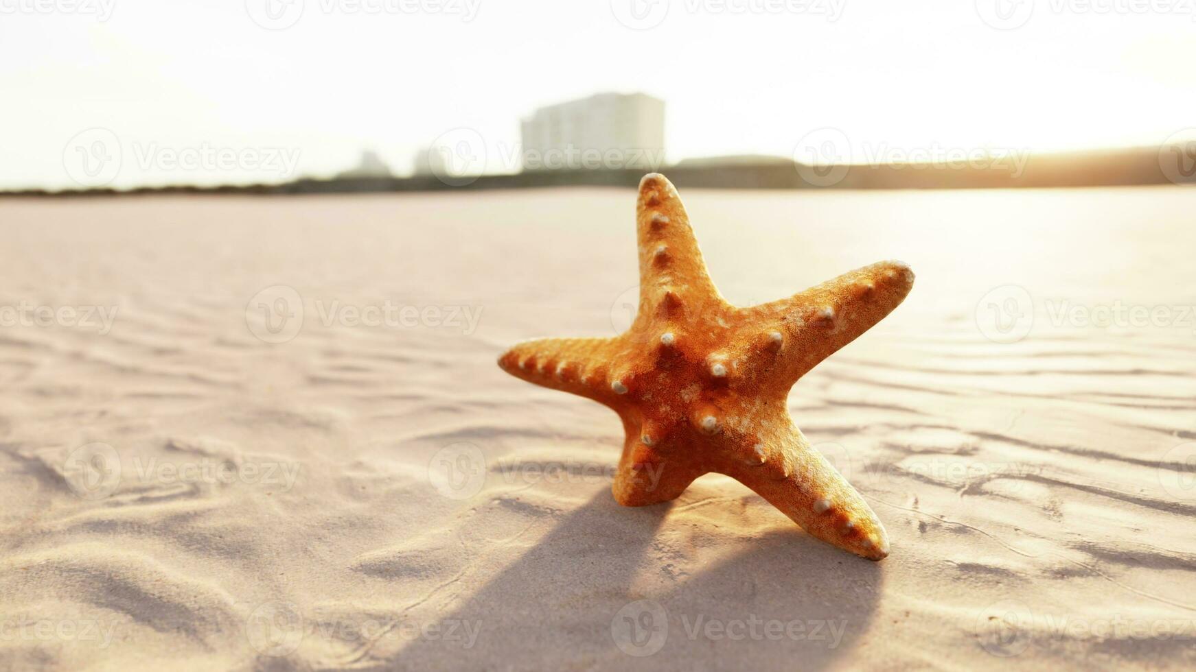 starfish on the sity beach photo