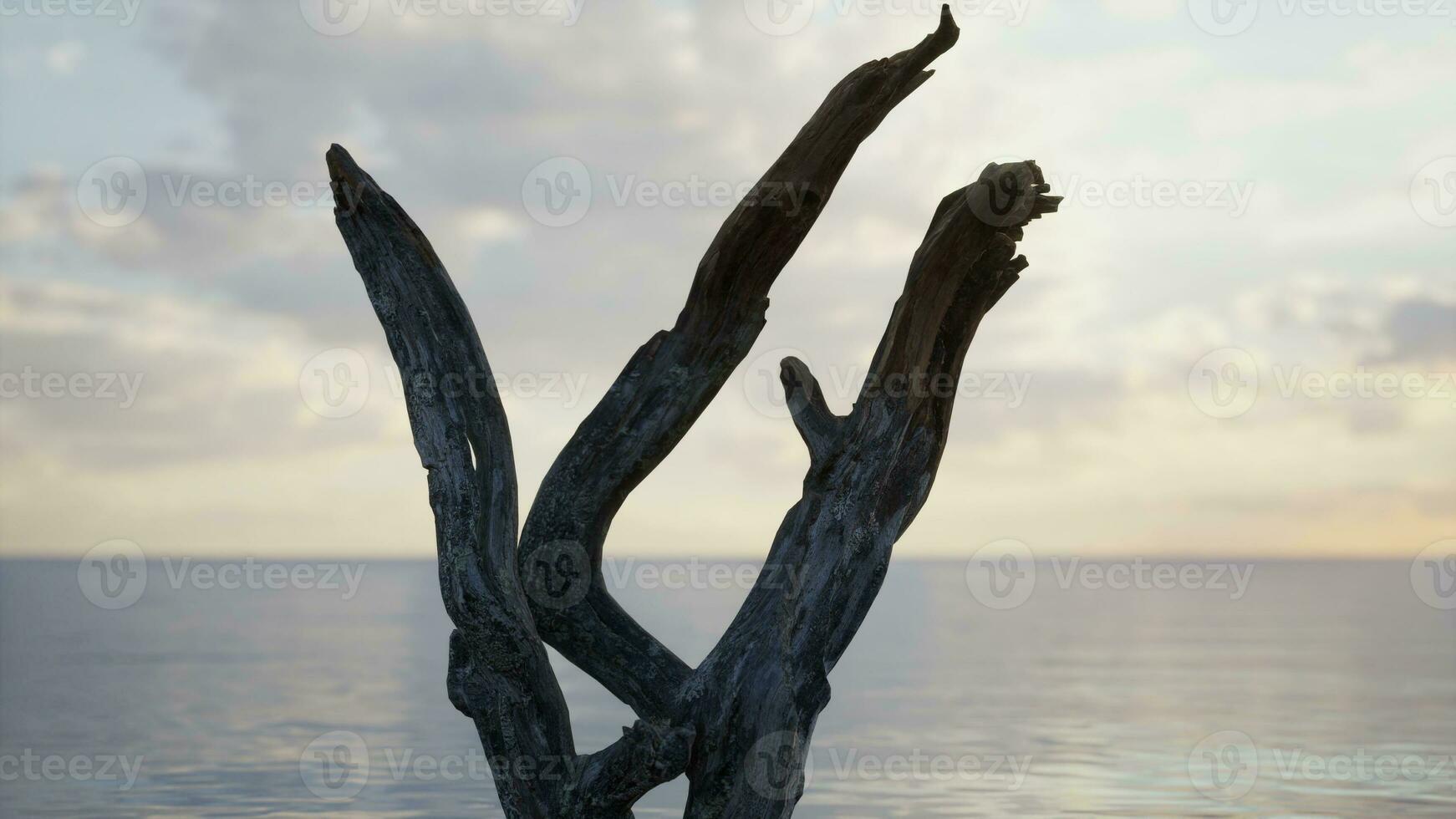 A dead tree in the middle of a body of water photo