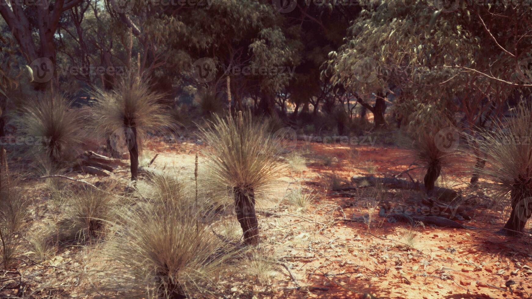 sabana prado y el bosque foto