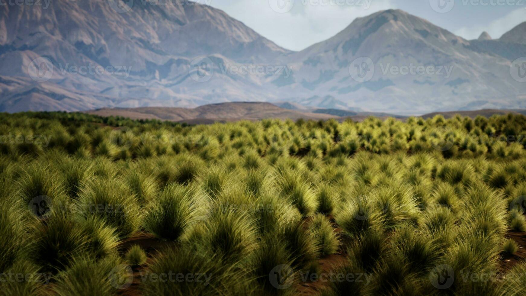 the rocky landscape of the Californian Mojave Desert with green shrubs photo