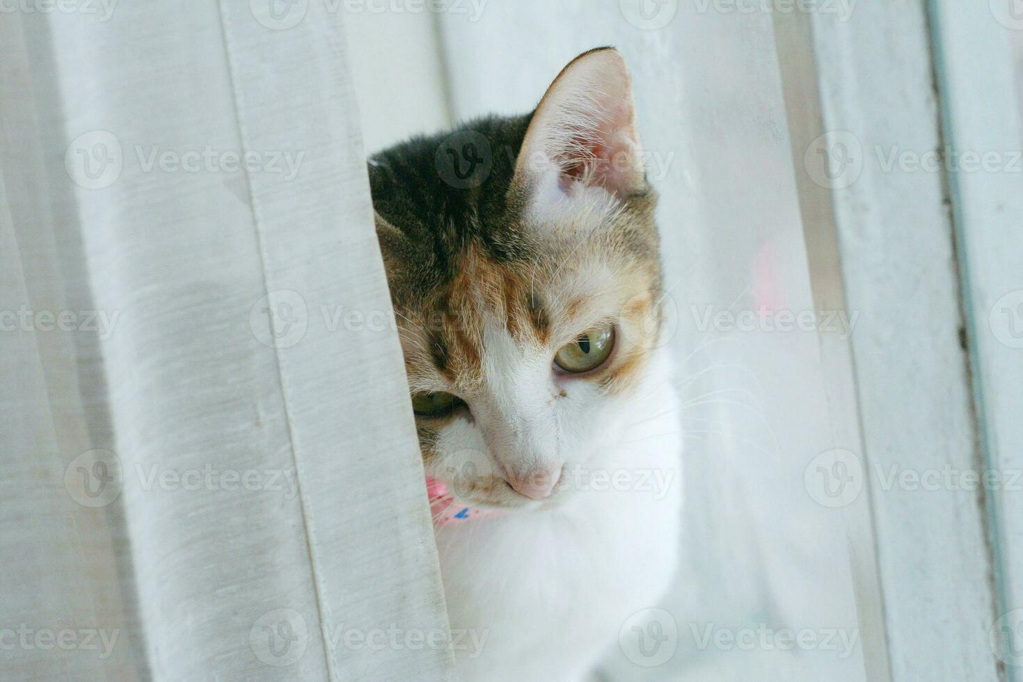 Lazy cat sleeping by the window. photo