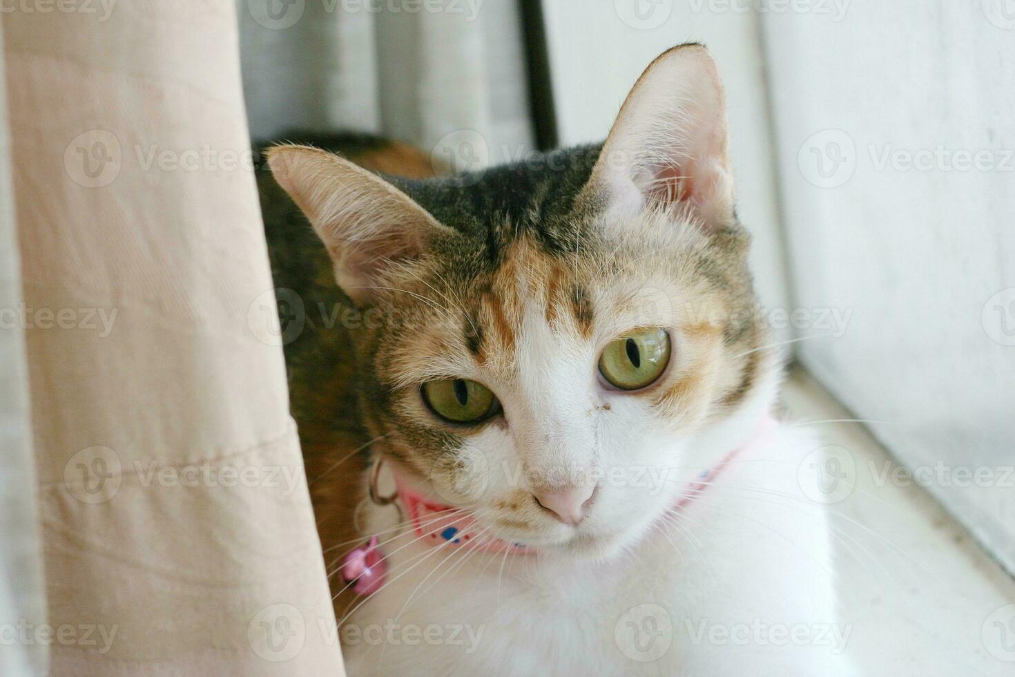 Lazy cat sleeping by the window. photo