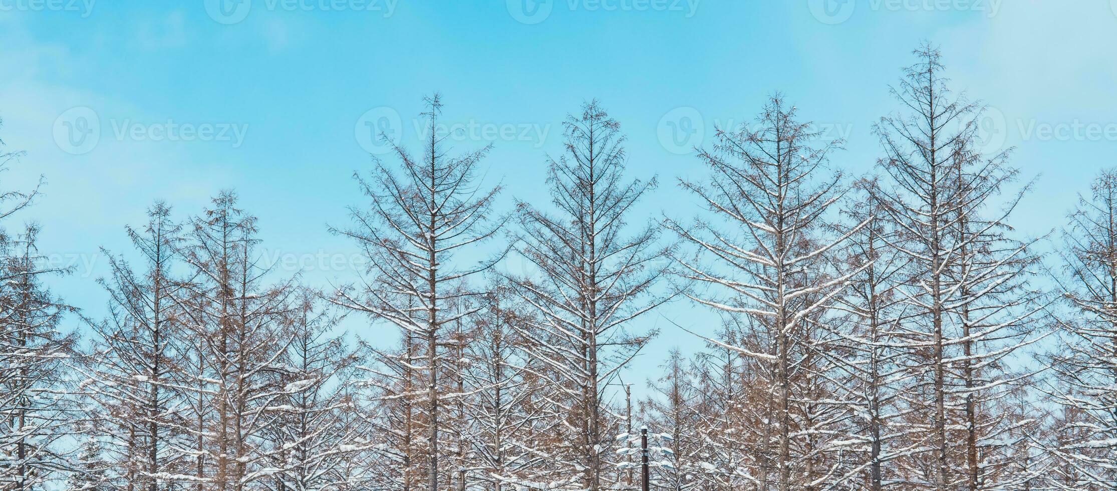árbol ramas con nieve en contra azul cielo en invierno temporada foto