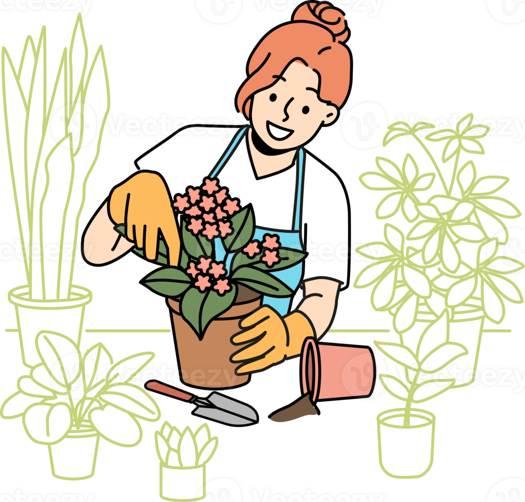 Woman florist takes care of home plants and holds flower pot with blooming violet png