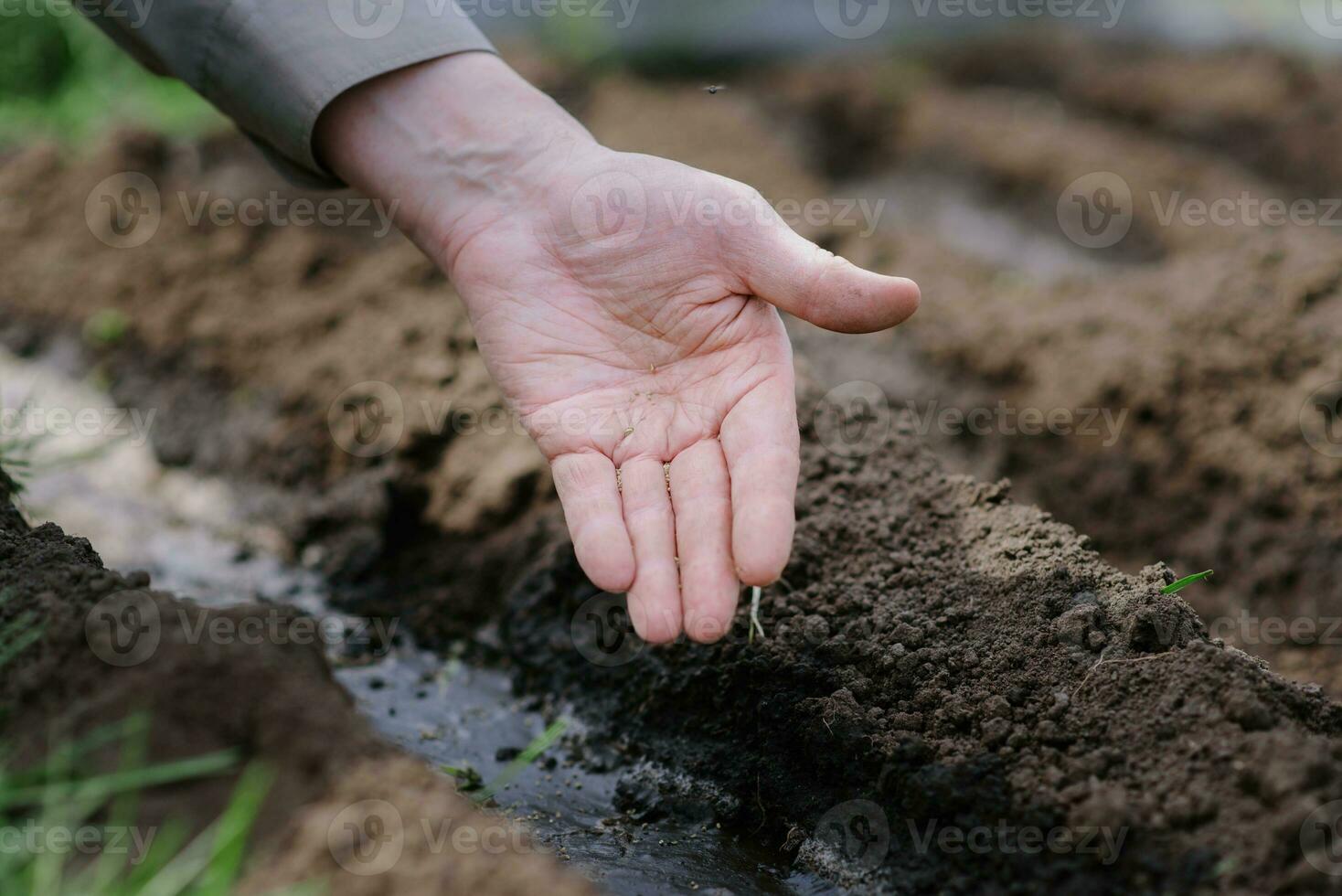 An elderly man planting seeds in the garden photo