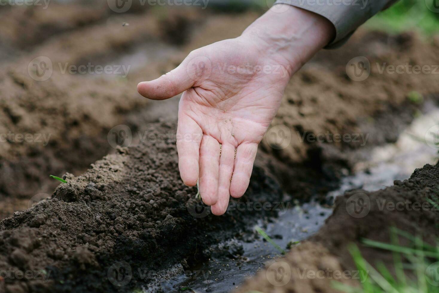 un mayor hombre plantando semillas en el jardín foto