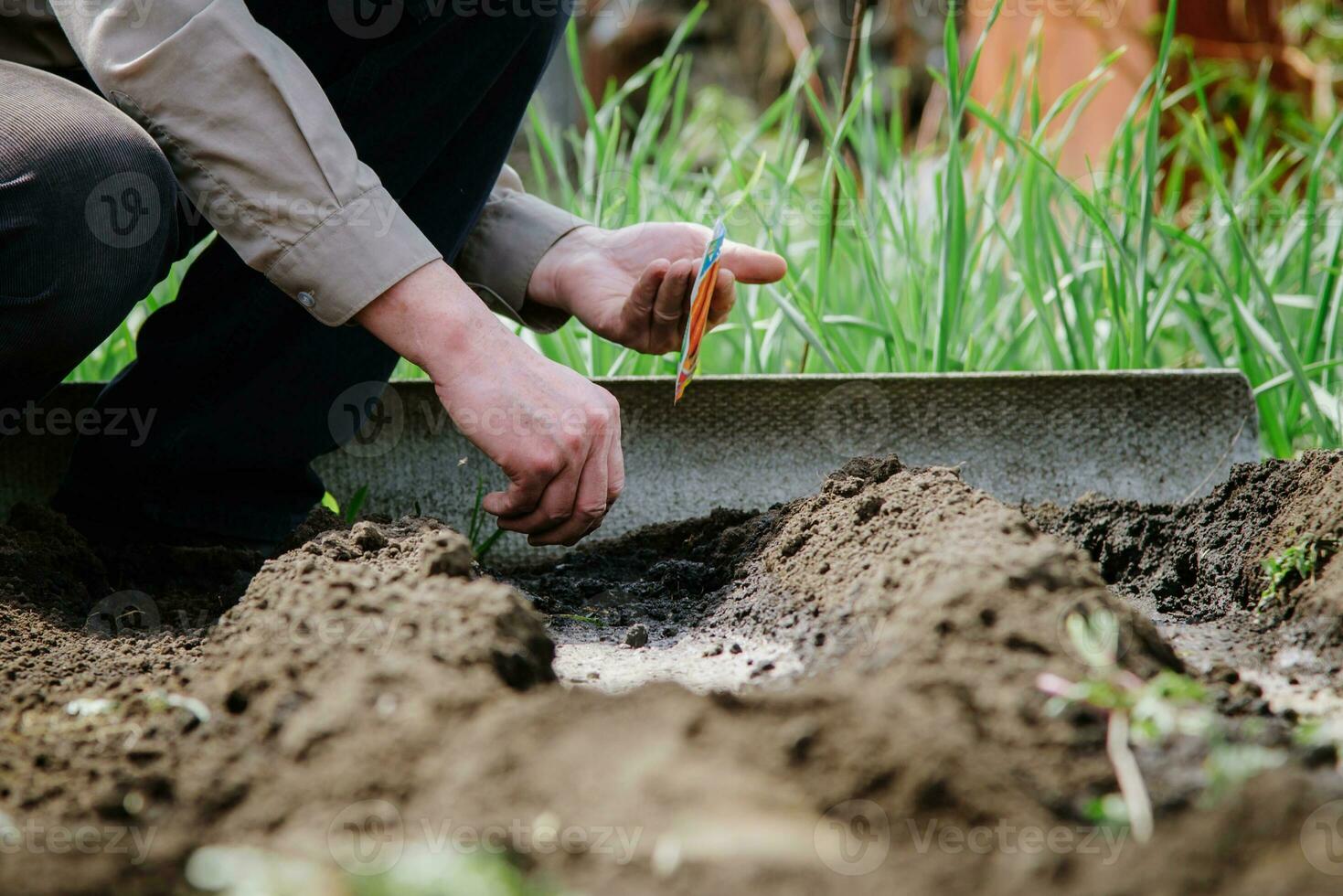 An elderly man planting seeds in the garden photo