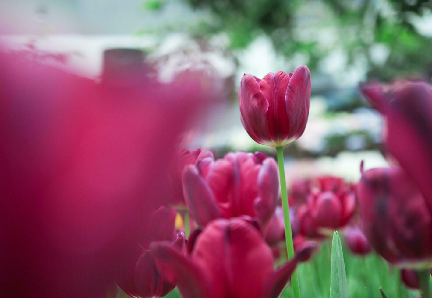 Close up Red tulip in the garden photo