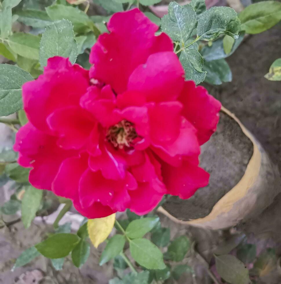 beautiful red rose, a timeless symbol of love, passion, and beauty photo