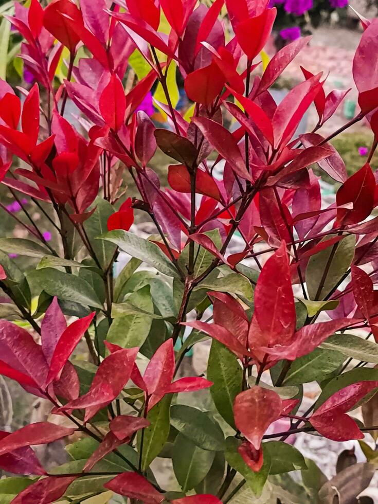 colorful leaf of Syzygium smithii Lilly-pilly, a stunning feature of this evergreen plant photo
