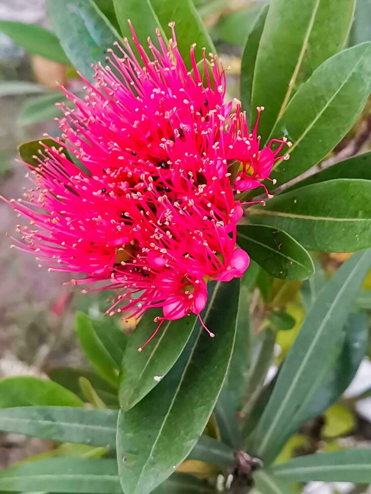 red Xanthostemon chrysanthus flower, an exquisite tropical flowering plant that captivates with its striking beauty photo