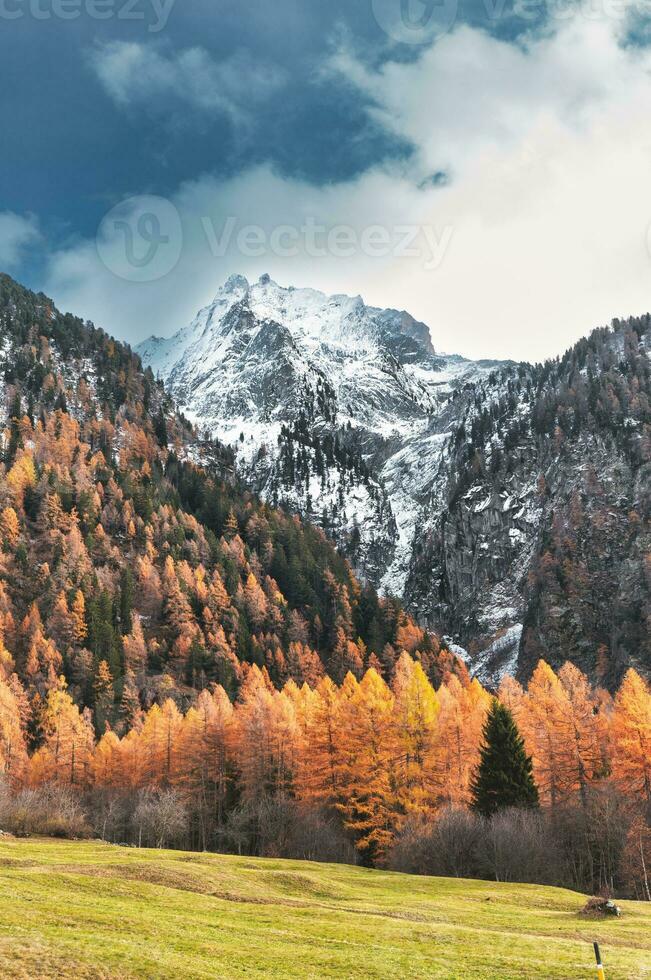 otoño paisaje con bosque y alto montañas foto