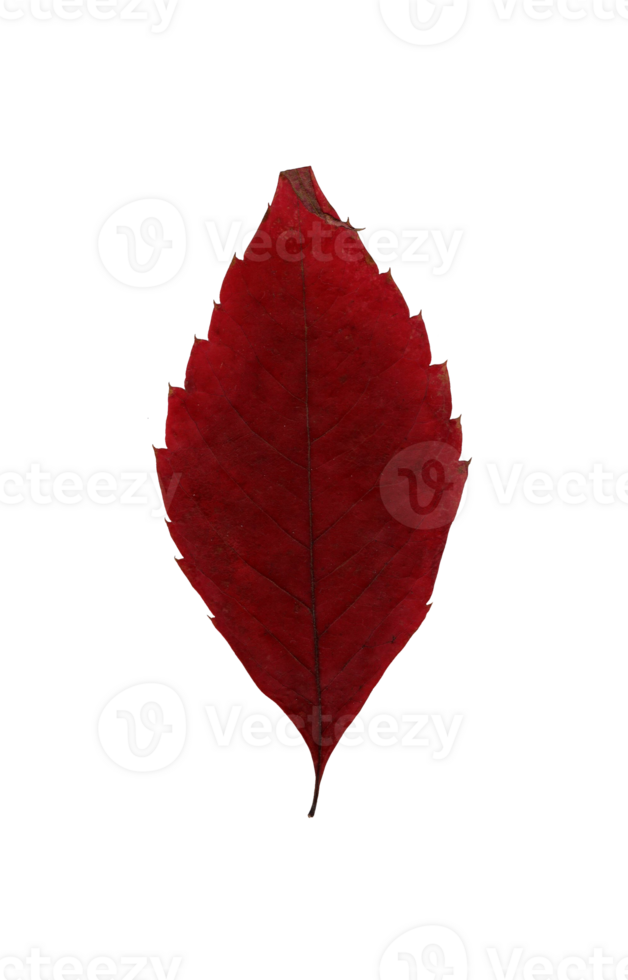 Autumn red leaf, herbarium. Shooting close-up. Autumn seasonal decor. Falling leaves banner template. Bright leaf of a forest tree. Flat lay of orange and green foliage. Isolated png