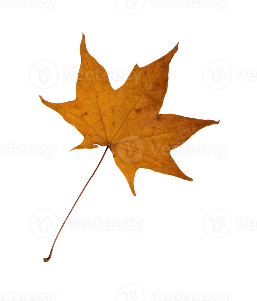 Autumn yellow maple leaf, herbarium. Shooting close-up. Autumn seasonal decor. Falling leaves banner template. Bright leaf of a forest tree. Flat lay of orange and green foliage. Isolated png