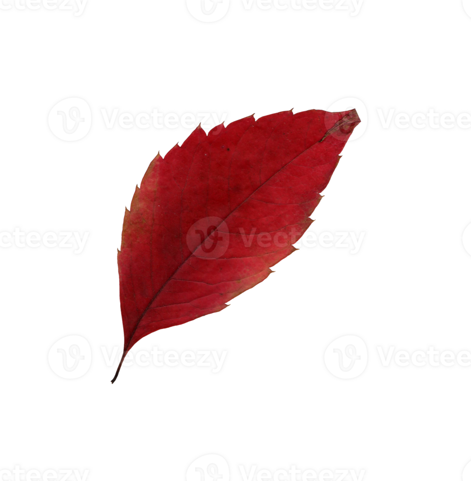 Autumn red leaf, herbarium. Shooting close-up. Autumn seasonal decor. Falling leaves banner template. Bright leaf of a forest tree. Flat lay of orange and green foliage. Isolated png