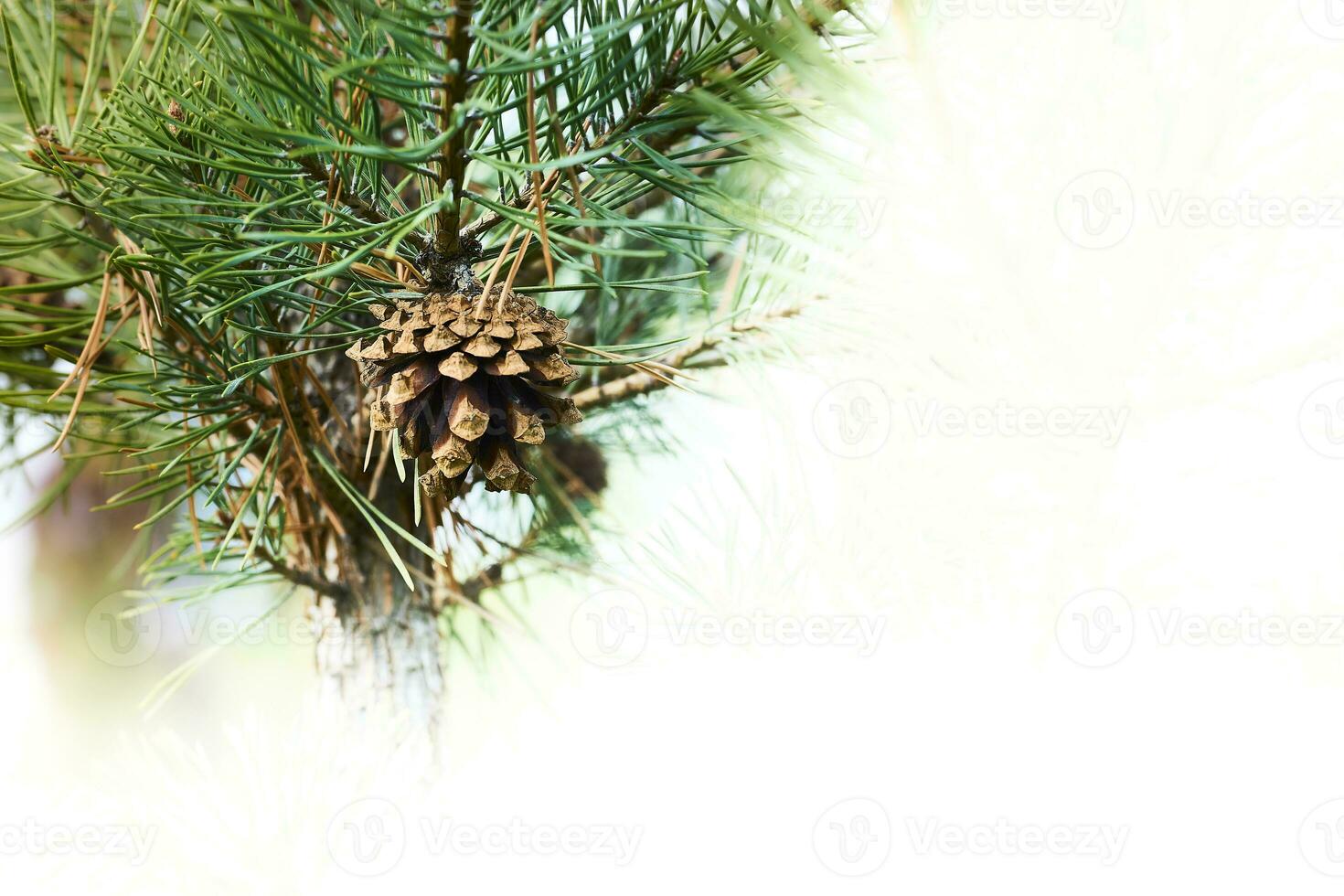 Fresh green pine branch with cones on white photo