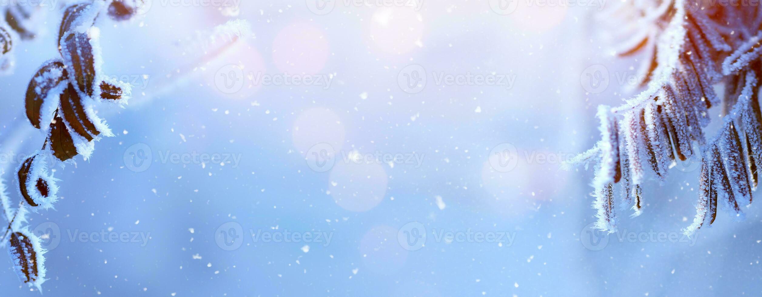 art Winter background with snowy and iced branches of trees on snowy blue sky backdrop. Christmas and winter concept. photo