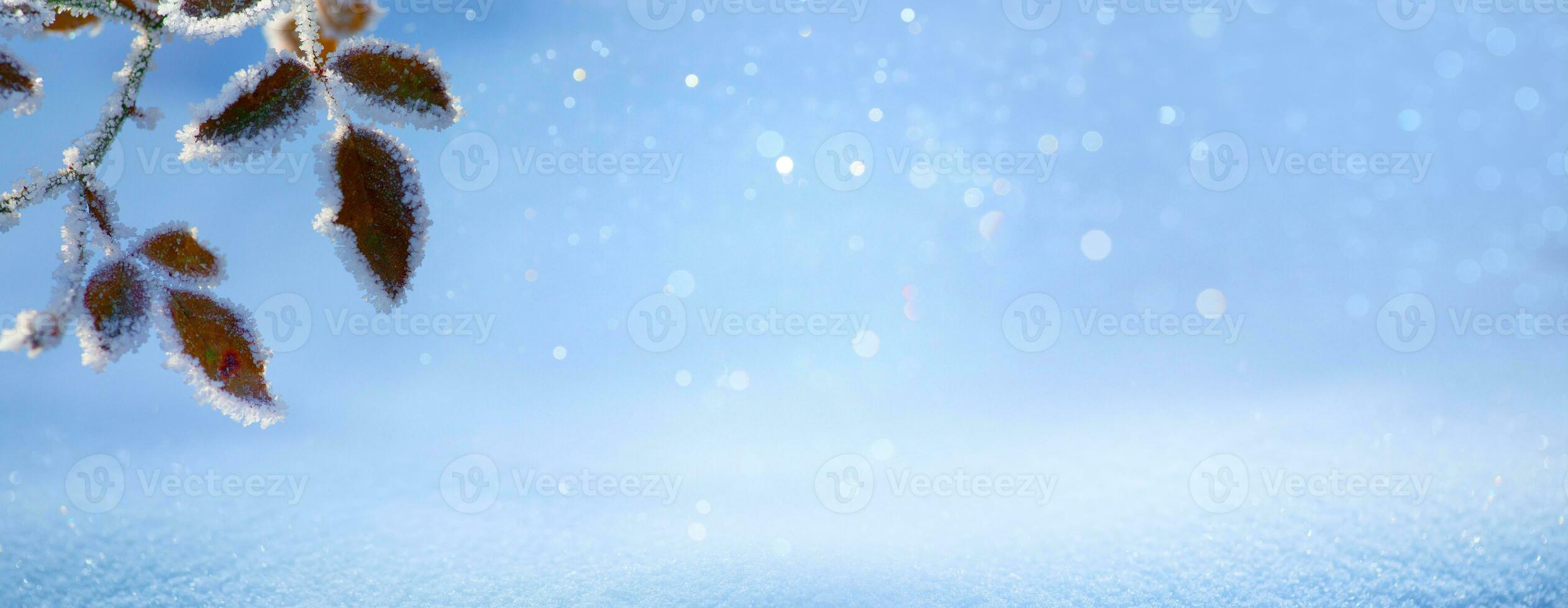 Frosty winter landscape in a snowy forest. Christmas background with tree branch and blurred snowy winter background. photo