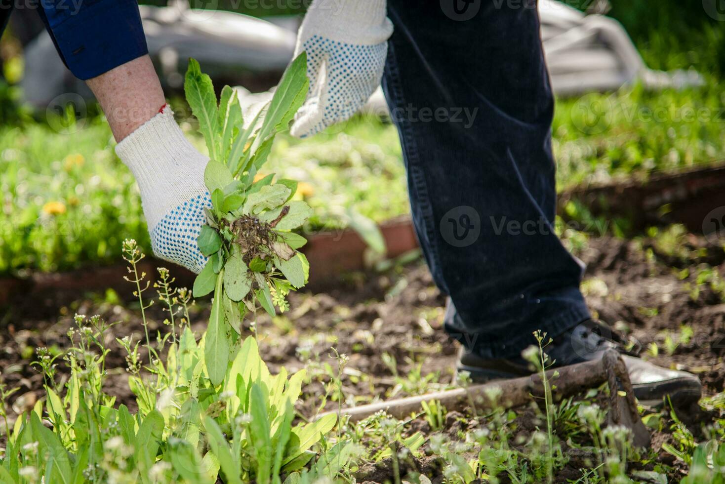 old man hands uprooting weeds in his garden photo