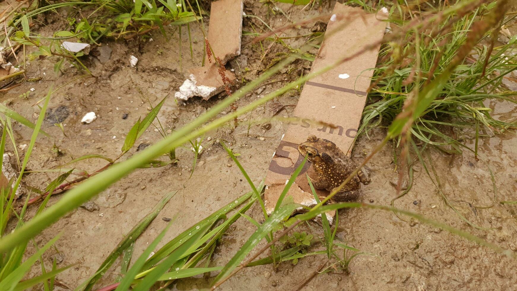 frog on scraps of cardboard dodging the mud photo