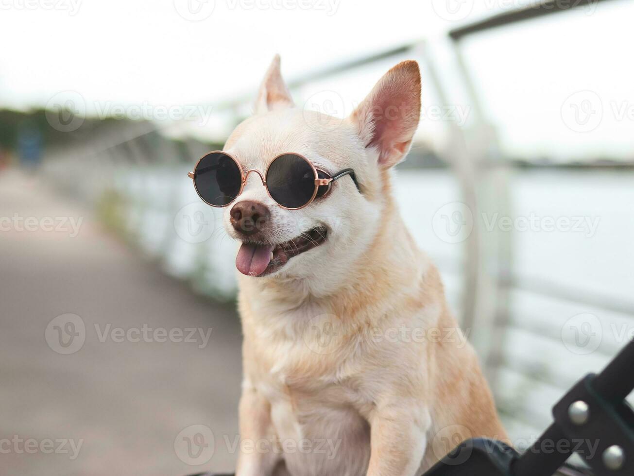 Happy brown short hair Chihuahua dog wearing sunglasses standing in pet stroller on walk way fence by the lake, smiling and looking at camera. photo