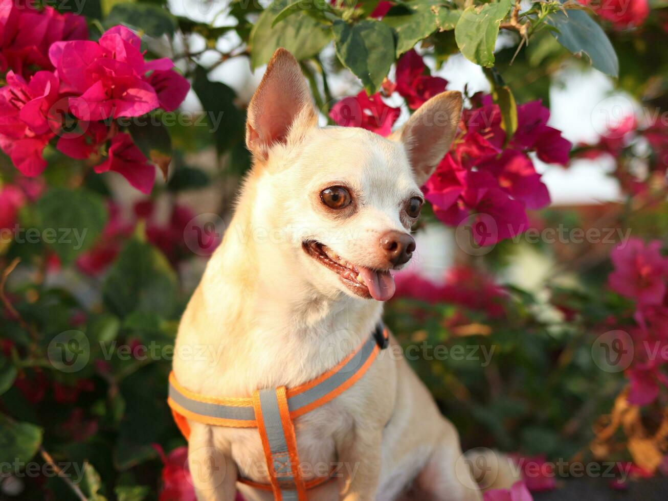 happy and healthy brown Chihiahua dog sitting with pink Bougainvillea flowers with morning sunlight. photo