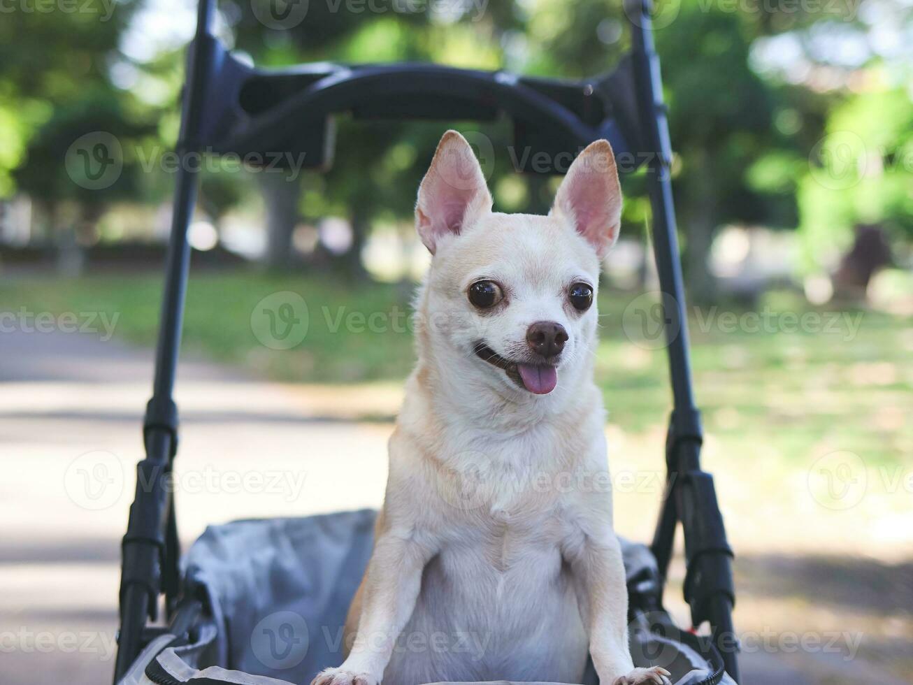 Happy brown short hair Chihuahua dog  standing in pet stroller in the park. smiling and looking at camera. photo