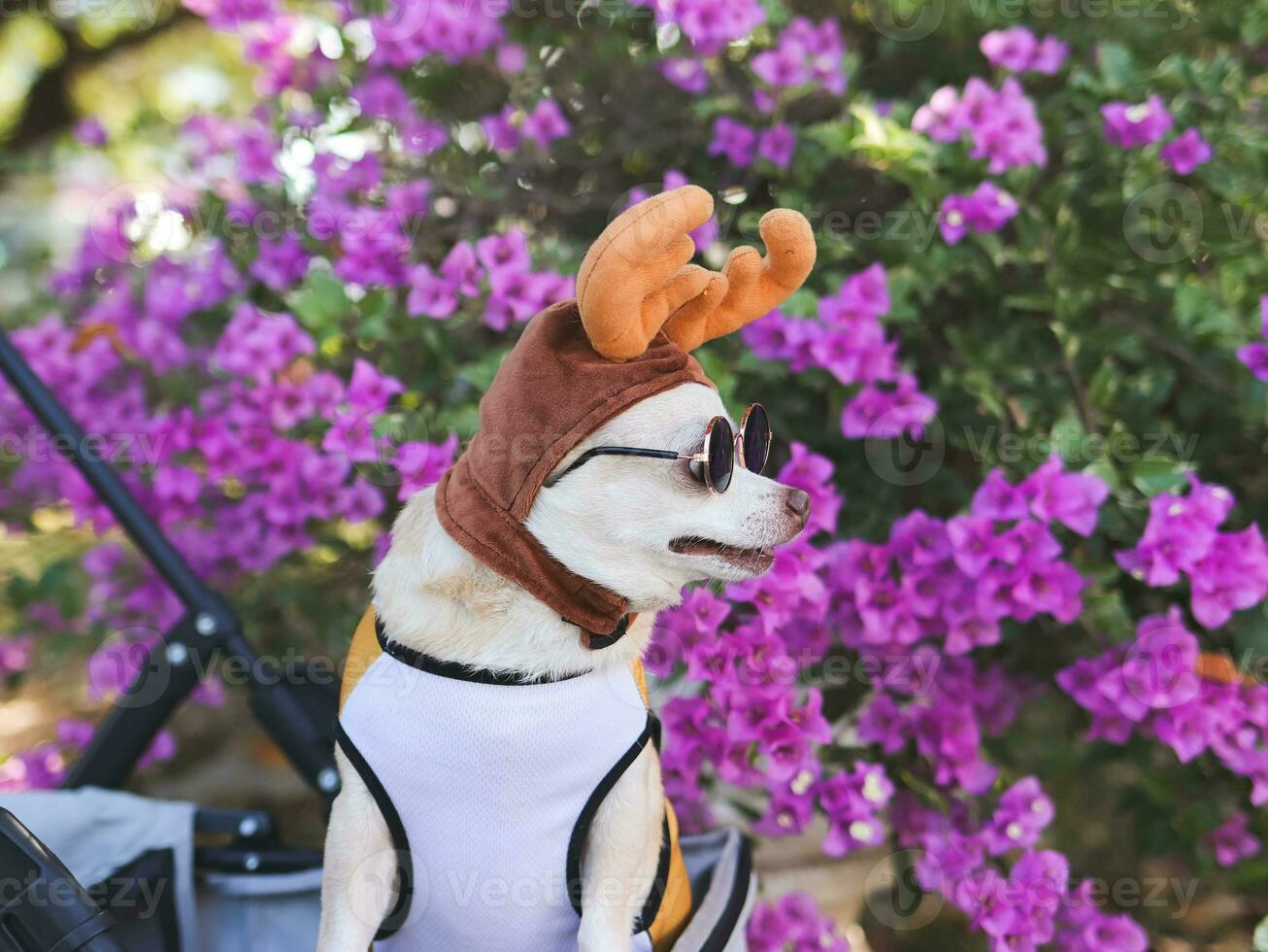 Happy brown short hair Chihuahua dog wearing sunglasses and reindeer horn hat, standing in pet stroller, looking sideway,purple flowers background. Christmas concept. photo