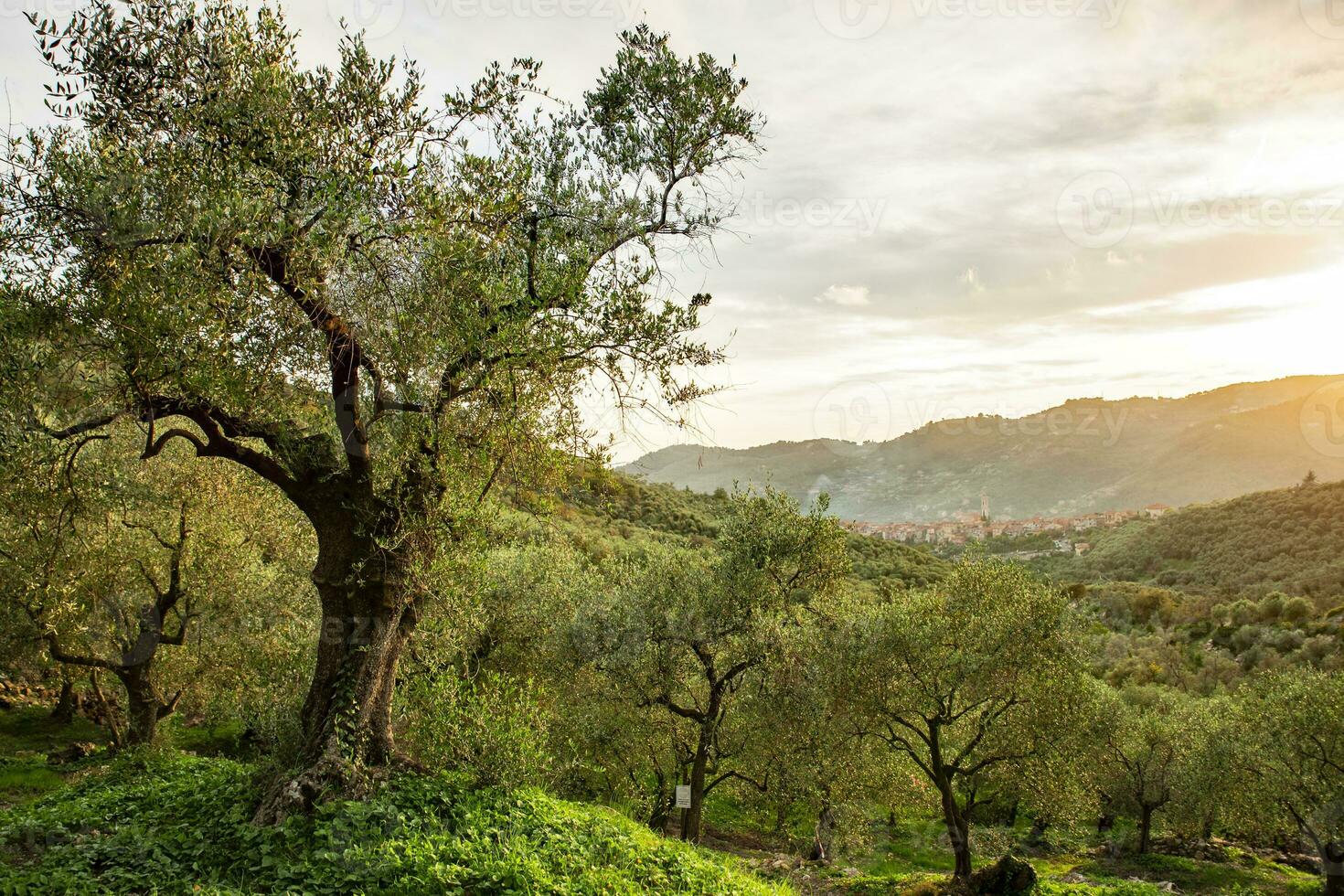 Italian virgin olive oil is made from Ligurian olive trees. photo