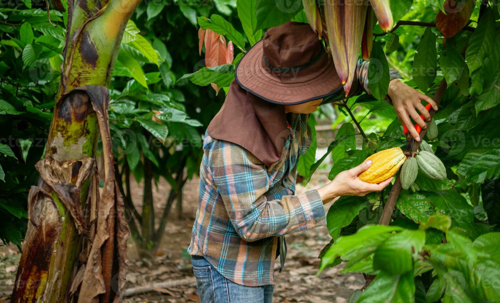 Cocoa farmer use pruning shears to cut the cocoa pods or fruit ripe yellow cacao from the cacao tree. Harvest the agricultural cocoa business produces. photo