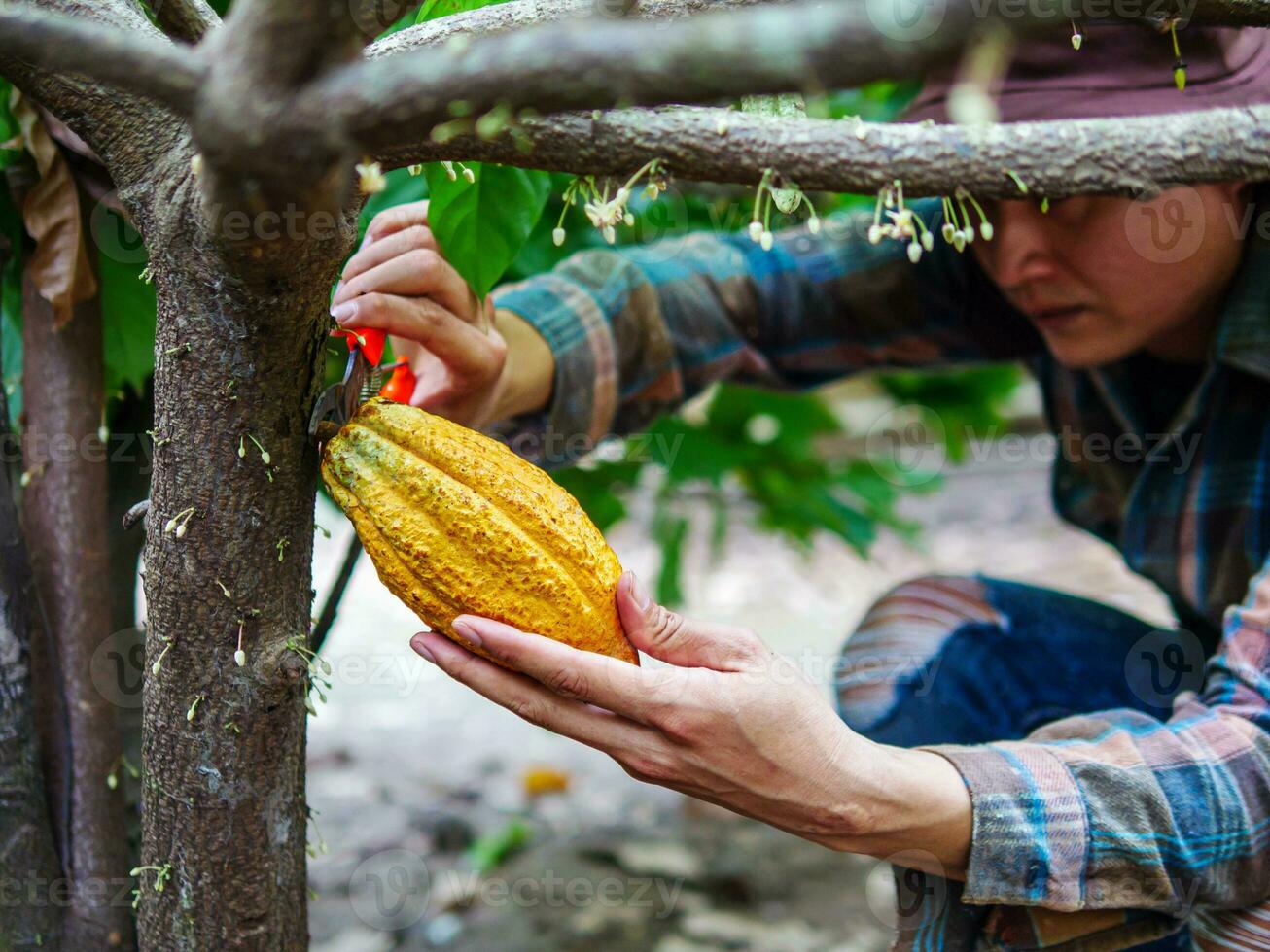 Cocoa farmer use pruning shears to cut the cocoa pods or fruit ripe yellow cacao from the cacao tree. Harvest the agricultural cocoa business produces. photo