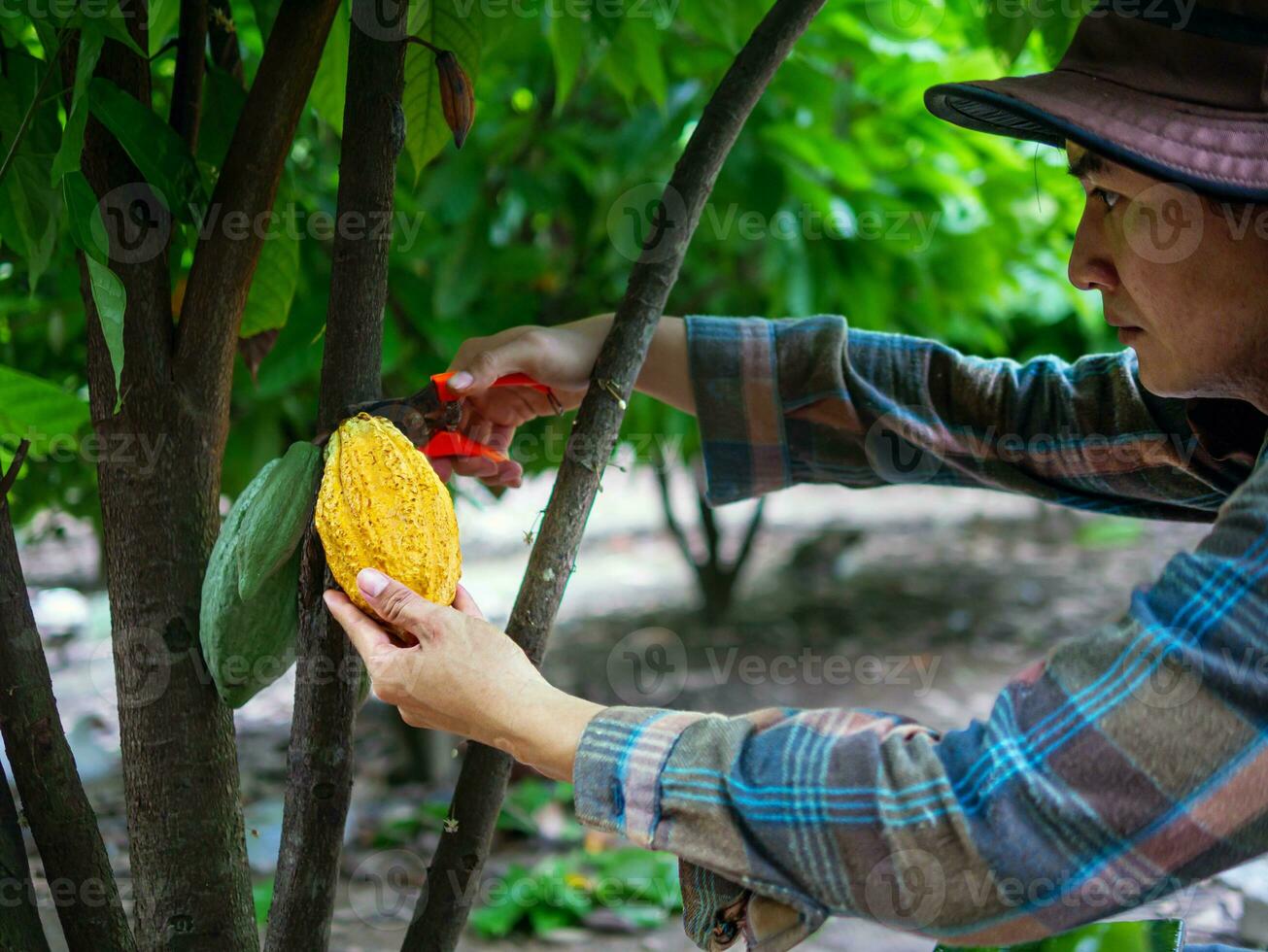 Cocoa farmer use pruning shears to cut the cocoa pods or fruit ripe yellow cacao from the cacao tree. Harvest the agricultural cocoa business produces. photo