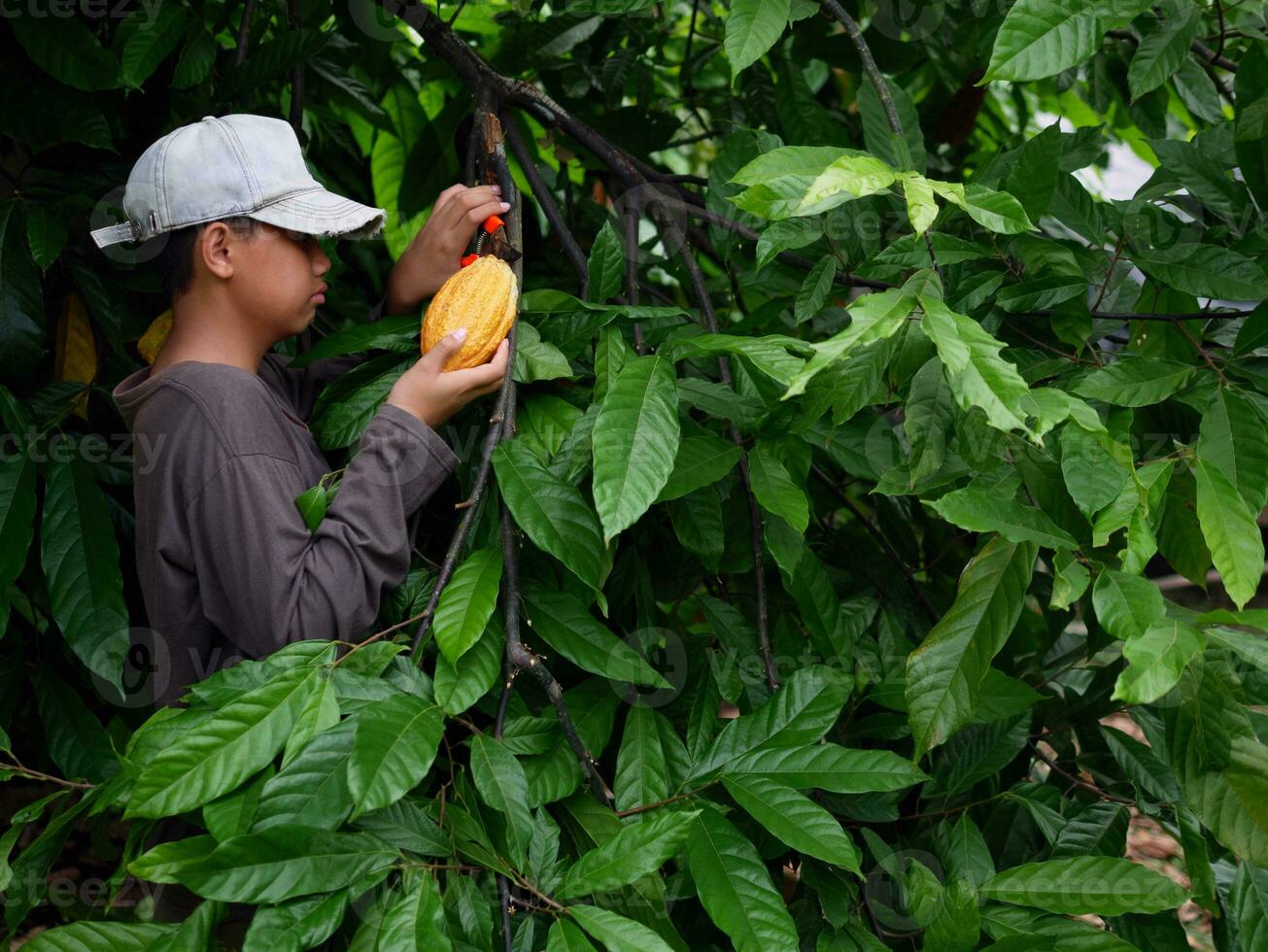 Cocoa farmer use pruning shears to cut the cocoa pods or fruit ripe yellow cacao from the cacao tree. Harvest the agricultural cocoa business produces. photo