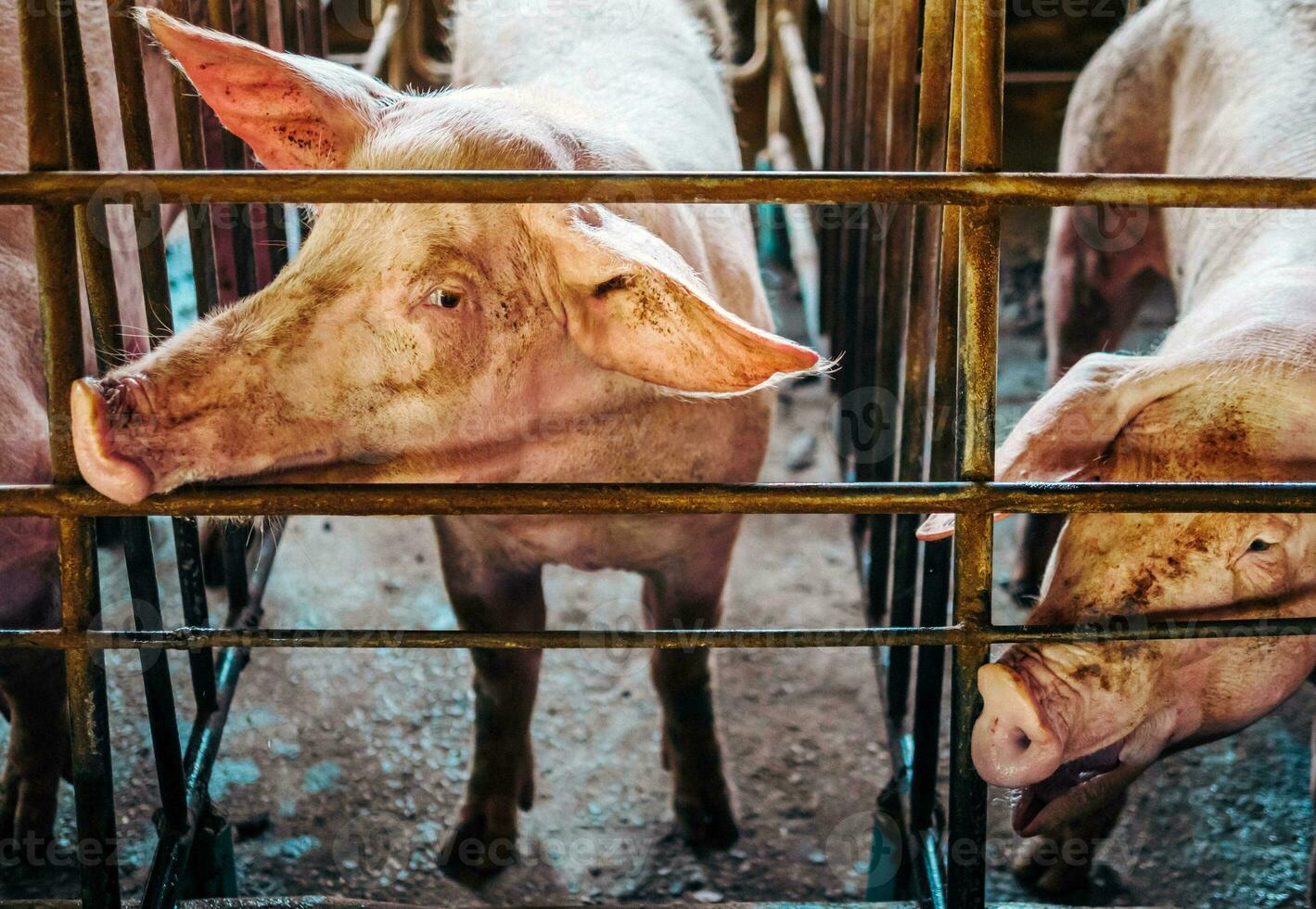 Close-up of Pig in stable, Pig Breeding farm in cage swine business in tidy.Big pig on a farm in a pigsty, young big domestic pig at animal farm photo