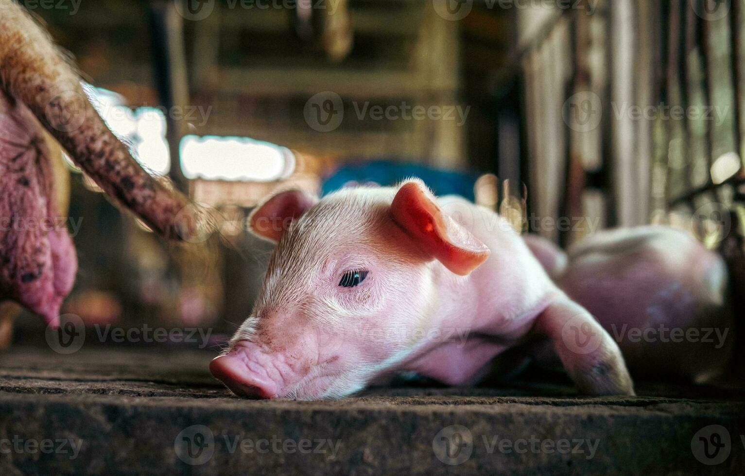 A week-old piglet cute newborn on the pig farm with other piglets, Close-up photo