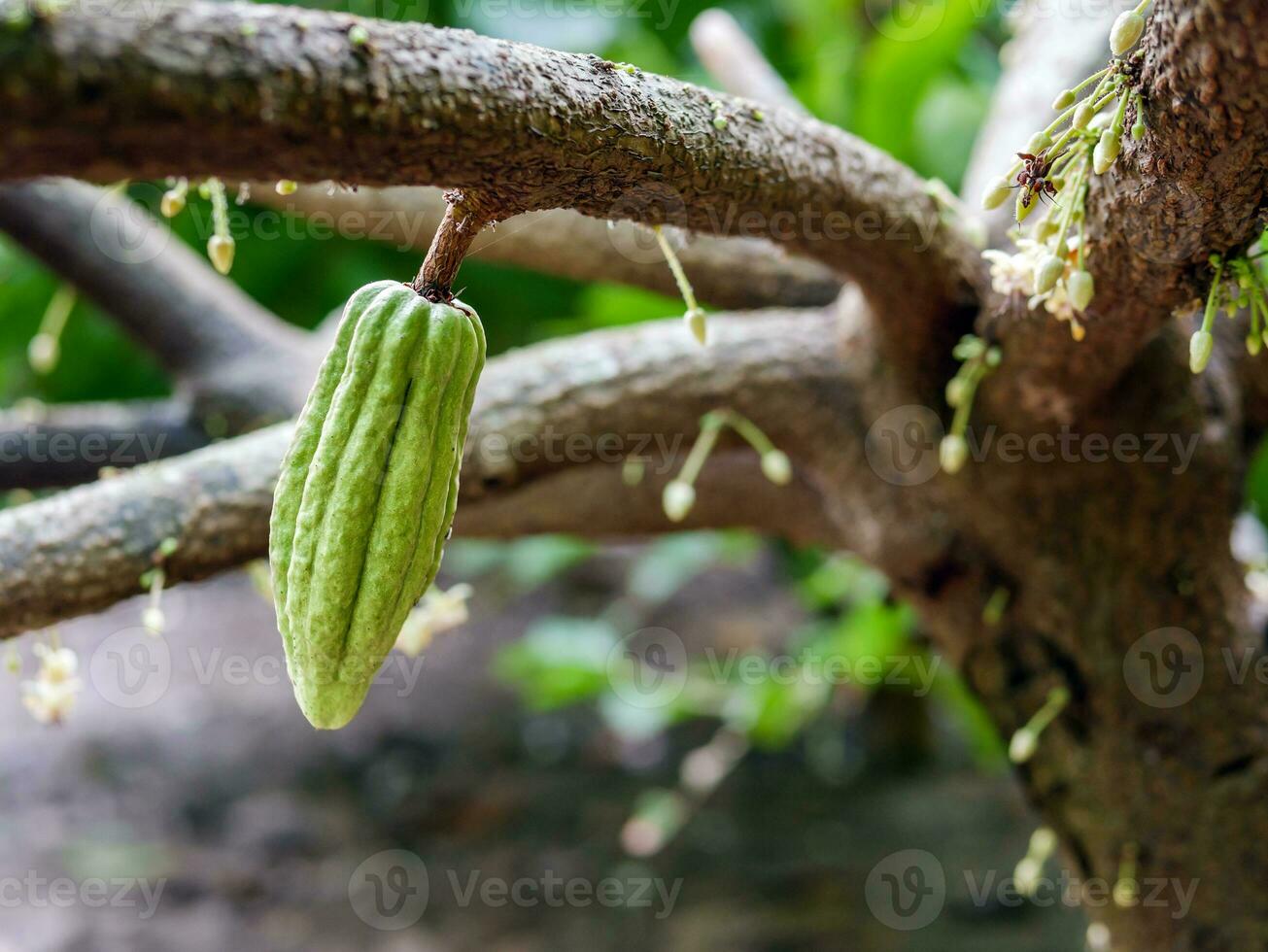 Green small Cocoa pods branch with young fruit and blooming cocoa flowers grow on trees. The cocoa tree Theobroma cacao  with fruits, Raw cacao tree plant fruit plantation photo